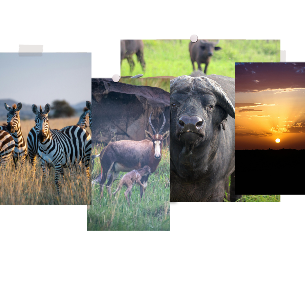 Hunting | South African Safaris | Professional Hunting | Bold Safaris