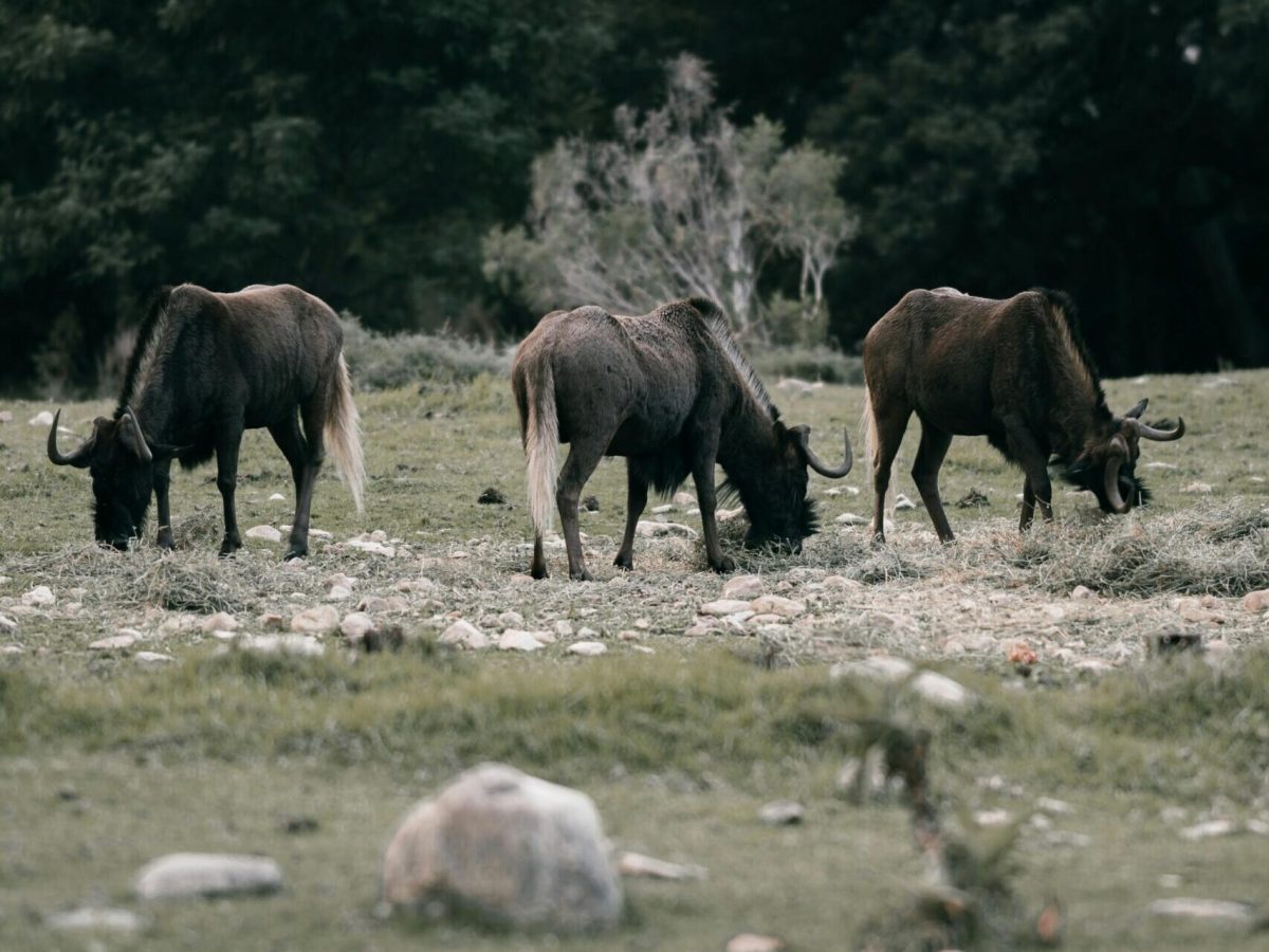 pexels-taryn-elliott-5146807